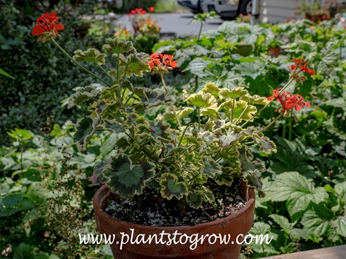 'Mrs Pollock's  Geranium (Pelargonium)
This plant was overwinterd from cuttings of last years plants.